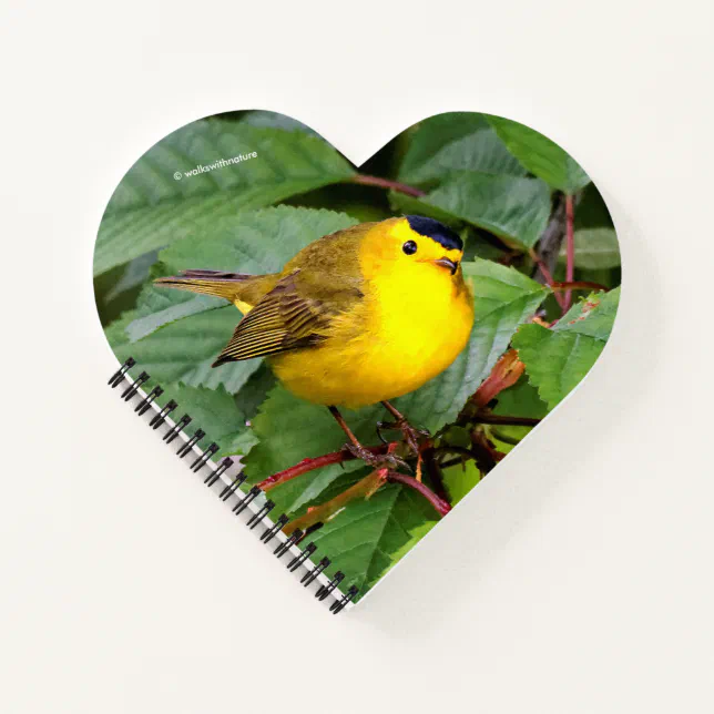 Beautiful Wilson's Warbler in the Cherry Tree Notebook