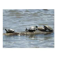 Turtles on a Log on the Mississippi River Photo