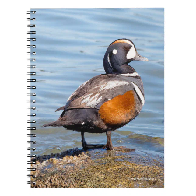 Beautiful Harlequin Duck on the Rock Notebook