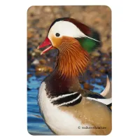 Beautiful Chatty Mandarin Duck at the Pond Magnet