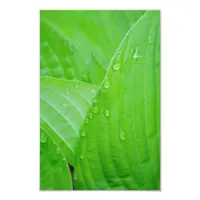 Hosta Leaves and Water Droplets Photo Print