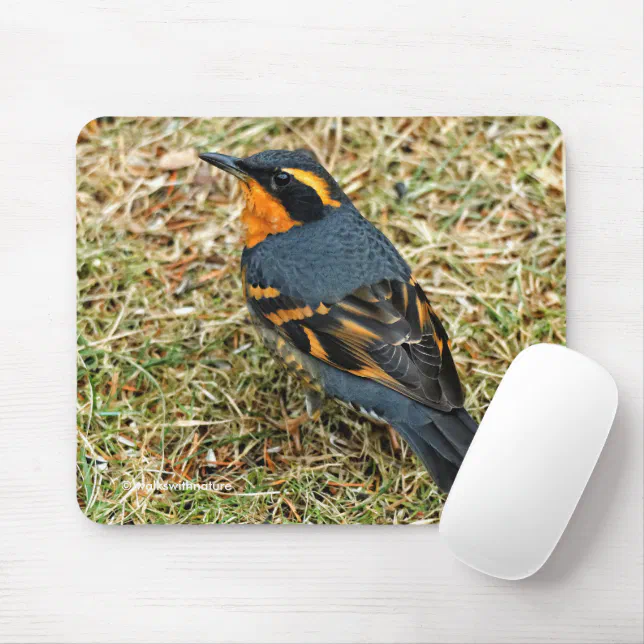 Stunning Varied Thrush Songbird in the Grass Mouse Pad