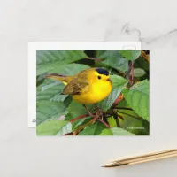 Beautiful Wilson's Warbler Songbird in Cherry Tree Postcard