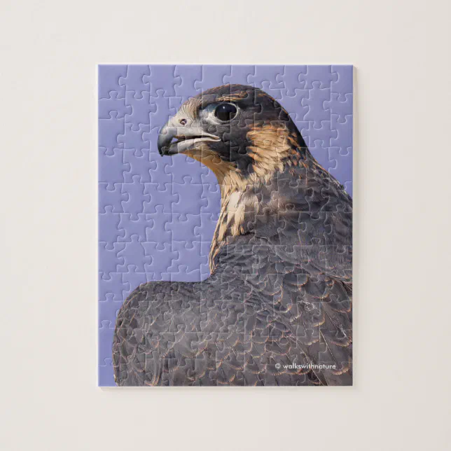 Profile of a Juvenile Peregrine Falcon Jigsaw Puzzle