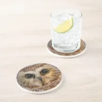 Cute Little Northern Saw Whet Owl Coaster