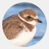 Beautiful Semipalmated Plover at the Beach Classic Round Sticker