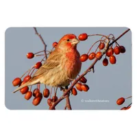 House Finch with Hawthorn Berries Magnet