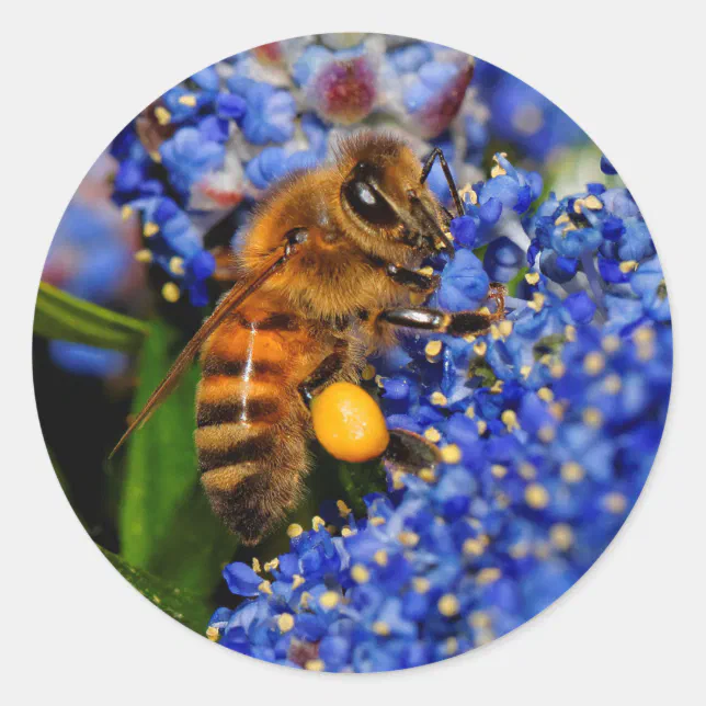 Honeybee: California Lilac Pollinator Classic Round Sticker