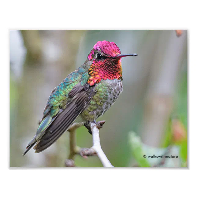 Stunning Male Anna's Hummingbird on the Plum Tree Photo Print