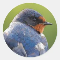 Beautiful Barn Swallow Classic Round Sticker