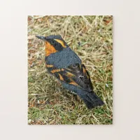 Stunning Varied Thrush on the Lawn Jigsaw Puzzle