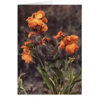 Wildflower: Wallflower Card