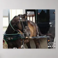 Waiting Amish Horse Poster