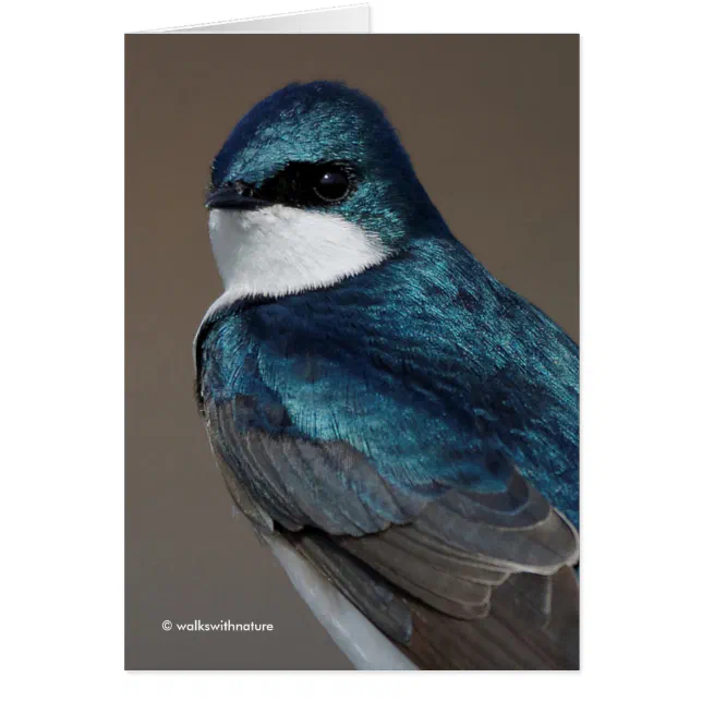 Handsome Tree Swallow Songbird on a Wire
