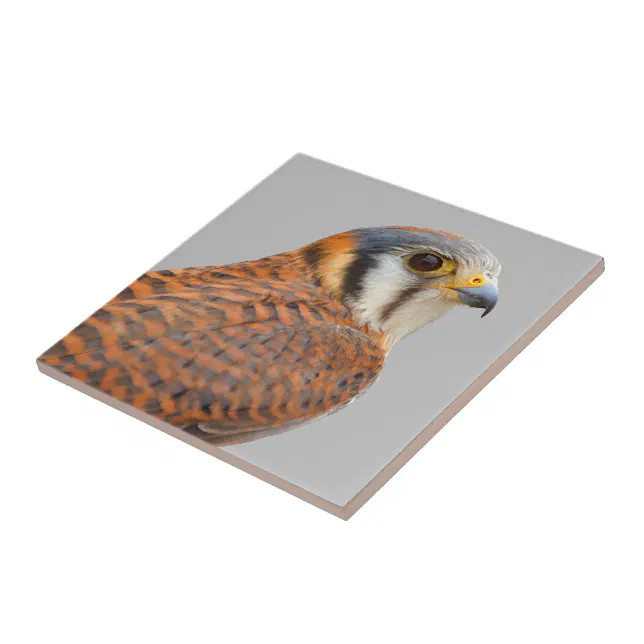 Stunning American Kestrel Sparrowhawk Falcon Ceramic Tile