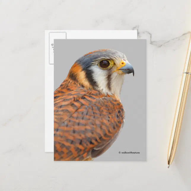 Stunning American Kestrel Sparrowhawk Falcon Postcard