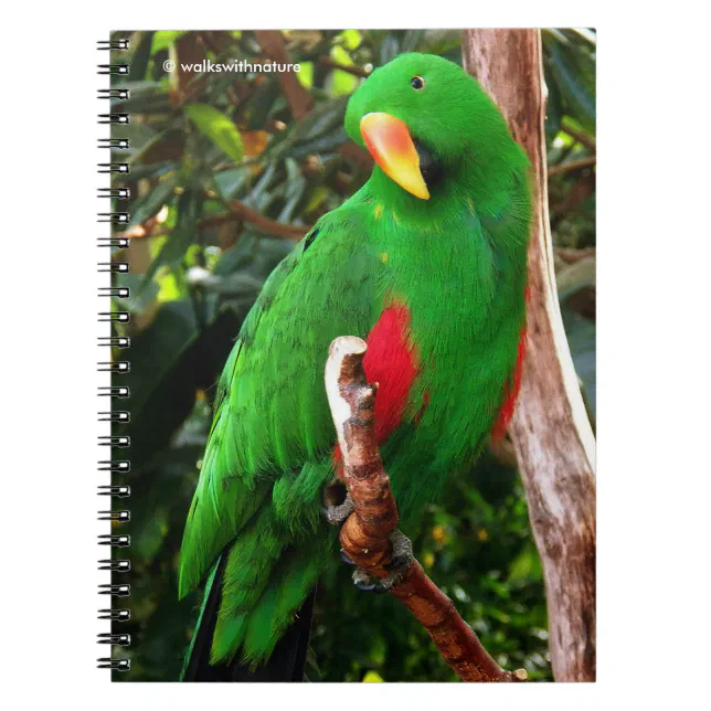 "The Green Orator" Eclectus Parrot Notebook