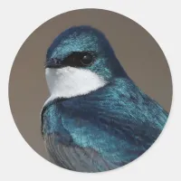 Handsome Tree Swallow Songbird on a Wire Classic Round Sticker