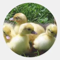 Ducklings Classic Round Sticker