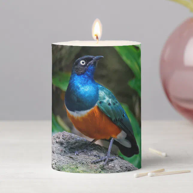 Stunning Colorful African Superb Starling Songbird Pillar Candle