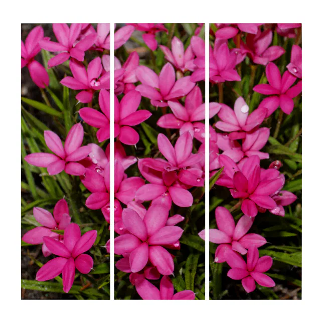 Elegant Rhodohypoxis / Red Star / Rosy Posy Triptych