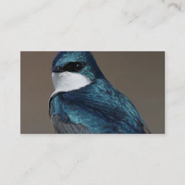 Handsome Tree Swallow: Bird on a Wire Business Card