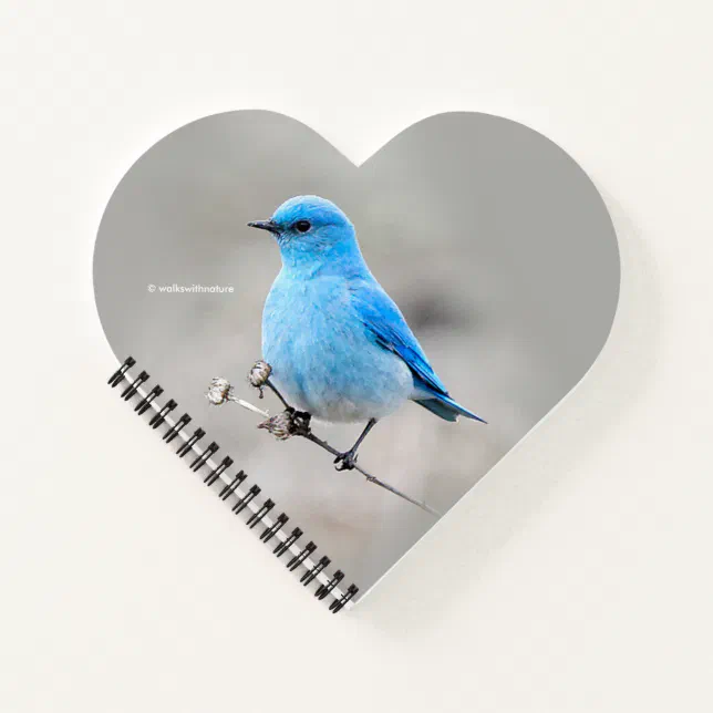 Beautiful Mountain Bluebird on the Tansy Notebook