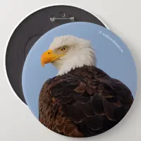 Beautiful Bald Eagle in a Tree Pinback Button