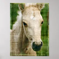 Palomino Foal Poster