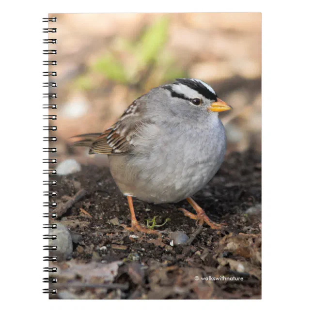 Chubby White-Crowned Sparrow in the Winter Sun Notebook
