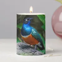 Stunning Colorful African Superb Starling Songbird Pillar Candle