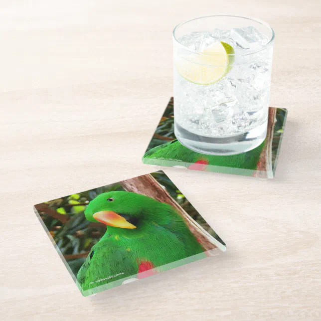 "The Green Orator" Eclectus Parrot Glass Coaster