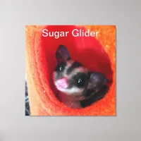 Sugar Glider in Orange Hanging Bed Canvas Print