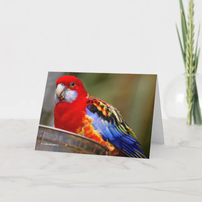A Cheeky and Colorful Eastern Rosella Holiday Card