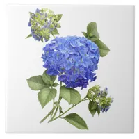 Blue Hydrangea Flower Botanical Art  Ceramic Tile