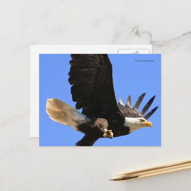 A Magnificent Bald Eagle Flies Free Postcard