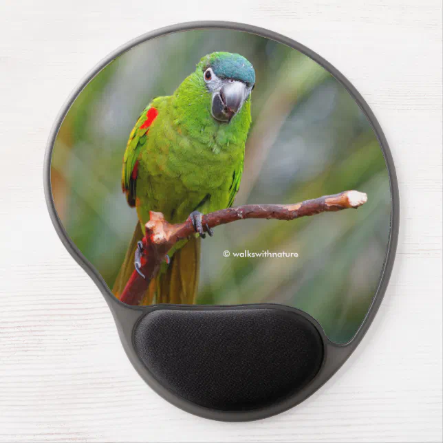 Hahn's Mini Macaw / Red-Shouldered Macaw Gel Mouse Pad