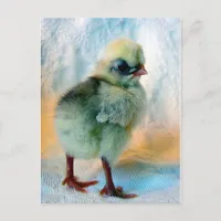 Polish Chick Postcard