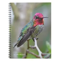 Stunning Male Anna's Hummingbird on the Plum Tree Notebook