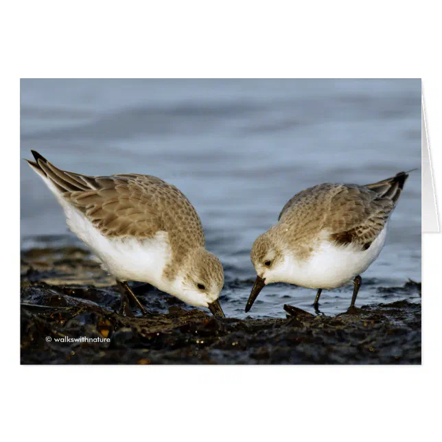 Cute Pair of Sanderlings Sandpipers Shares a Meal