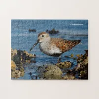 Beautiful Dunlin Sandpiper Goes Solo on the Beach Jigsaw Puzzle