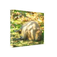 Cute Capybara Dreams in the Summer Sun Canvas Print