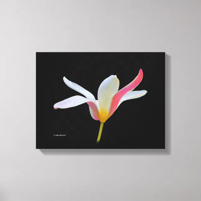 Elegant Lady Tulip White Pink Flowers Canvas Print