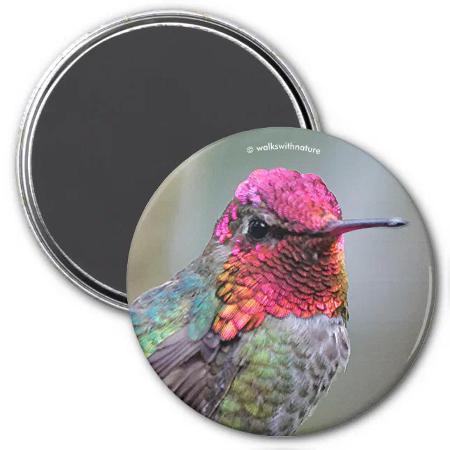 Stunning Male Anna's Hummingbird in Plum Tree Magnet