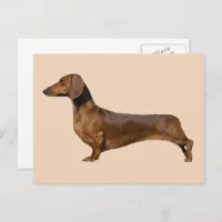 Cute Brown Dachshund Dog  Postcard
