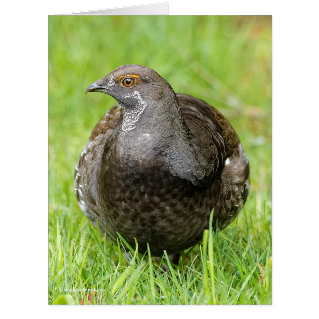 Beautiful Sooty Grouse in the Grass