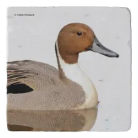 Reflections of a Northern Pintail Duck Trivet
