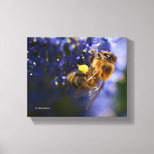 Beautiful Honeybee on the California Lilac Canvas Print