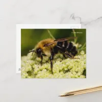 Bumblebee on Flowering Carrot Postcard