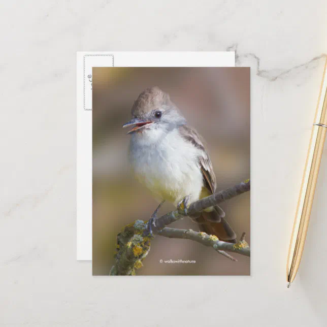 Smiling Ash-Throated Flycatcher Songbird on Branch Postcard